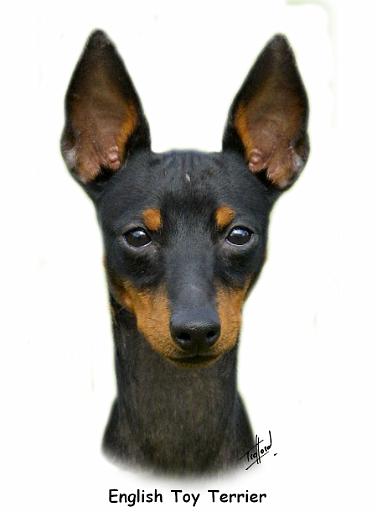 English Toy Terrier 9R095D-013_2.JPG